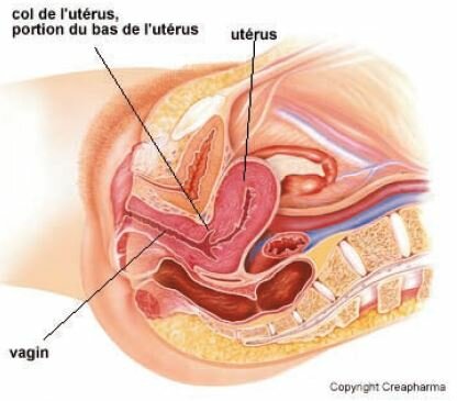 uterus